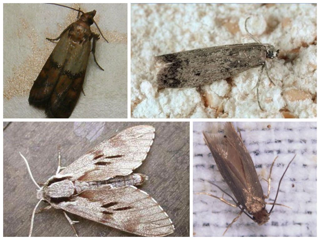 Как избавиться от моли подручными средствами