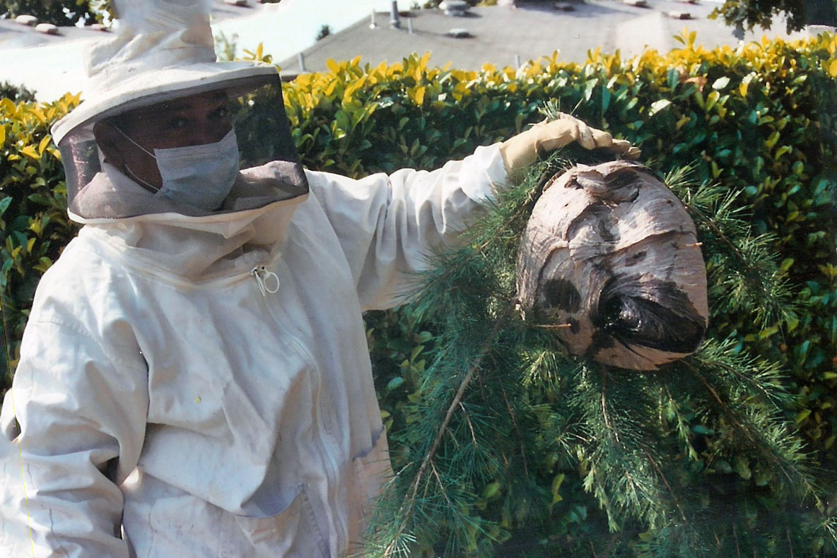 Шершни: ареал обитания, особенности жизнедеятельности, опасность для человека