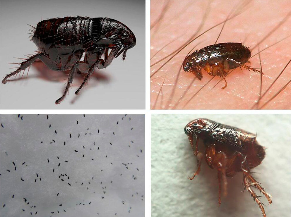 Блохи: внешний вид, опасность и методы борьбы