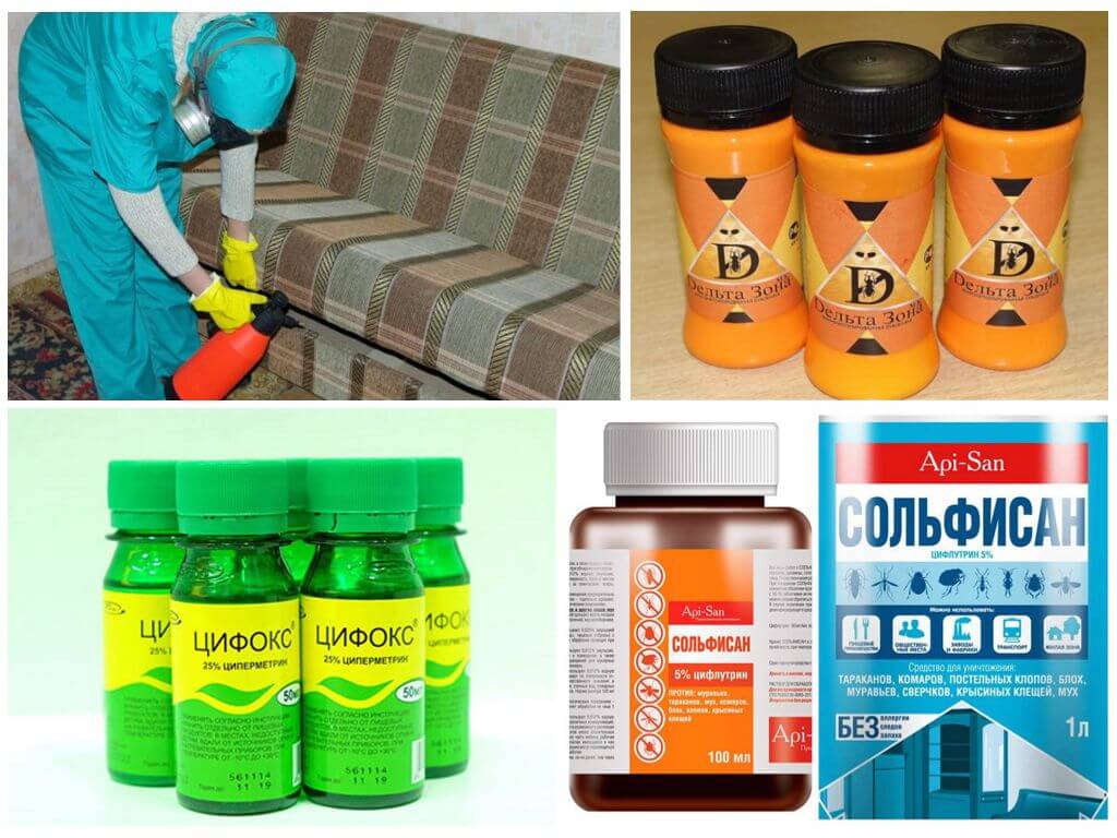 Как избавиться от прыгающих блох в доме