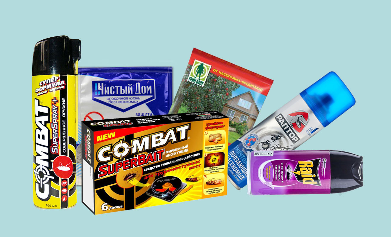 Как дать решительный отпор тараканам