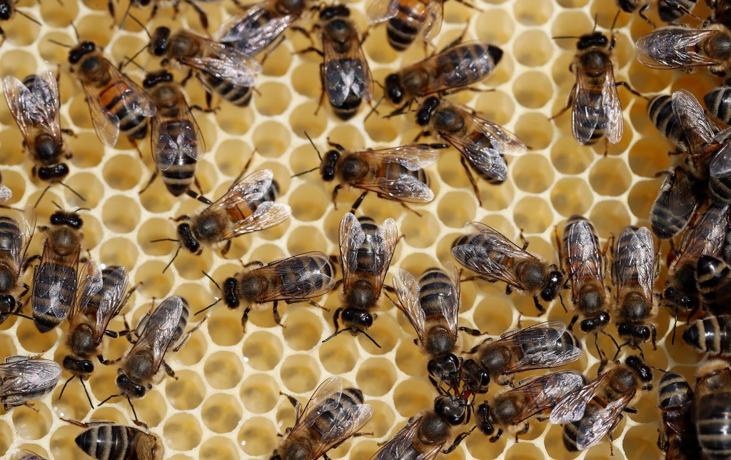 Уничтожение пчел