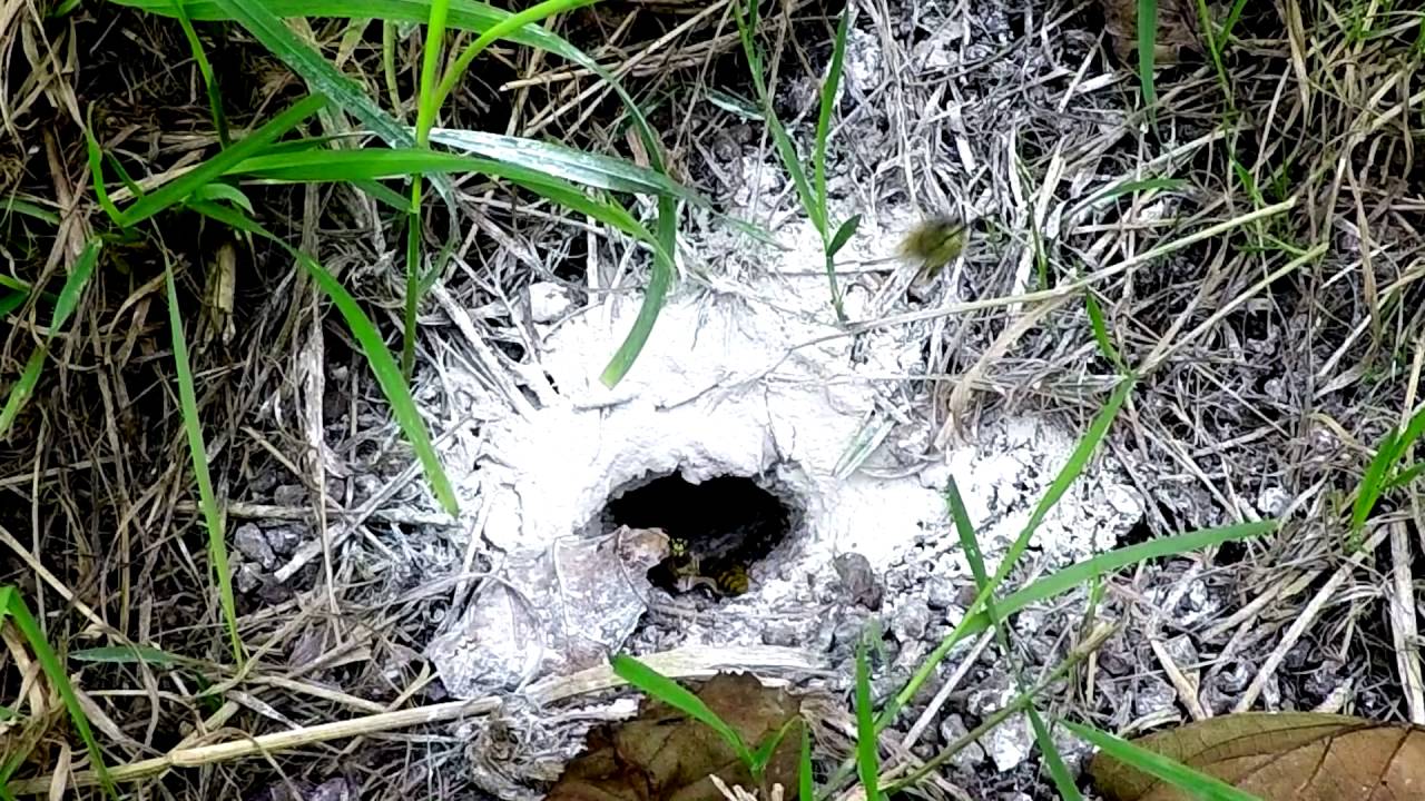 Как избавиться от земляных ос в саду или на грядке